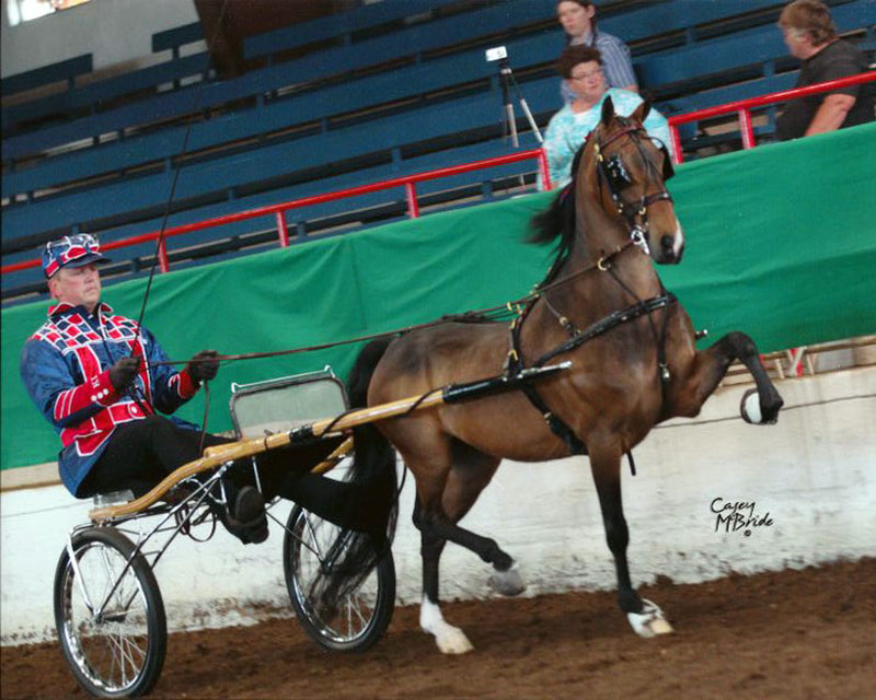 Horses & Ponies Photo Gallery • Glendale Stables • Columbia, MO