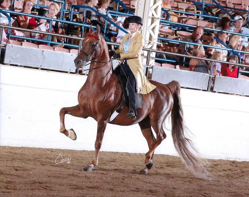 Horses & Ponies Photo Gallery • Glendale Stables • Columbia, MO