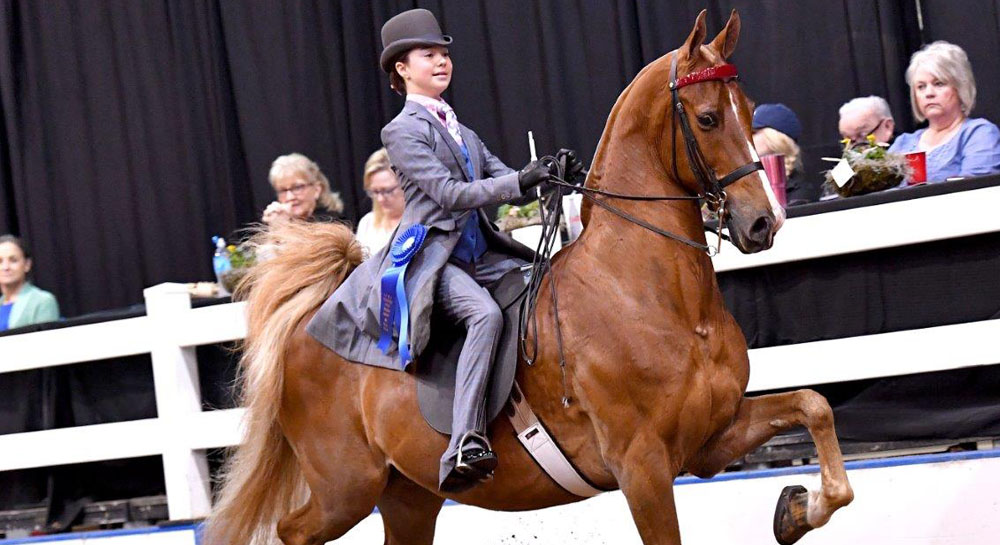 Horse Riding & Training In Columbia, MO • Glendale Stables