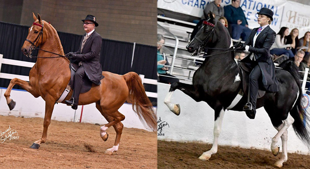 Horse Riding & Training In Columbia, MO • Glendale Stables