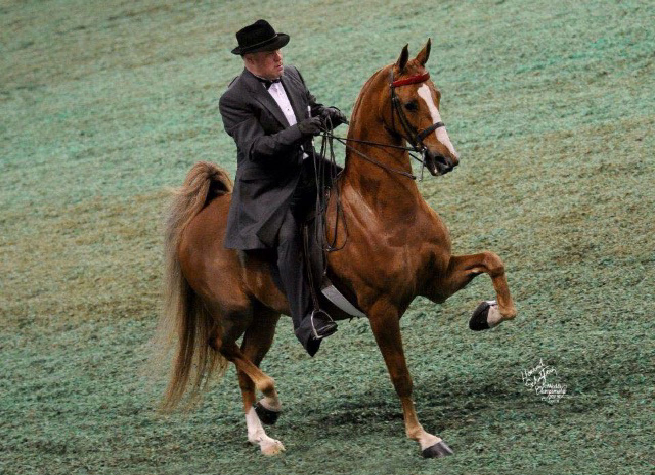 Horse Shows • Glendale Stables • Columbia, MO