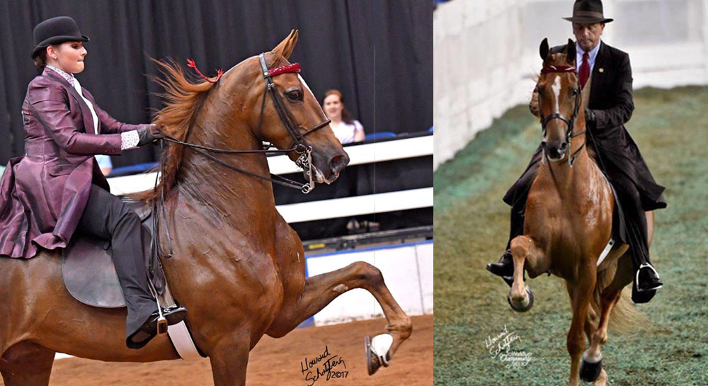 Horse Riding & Training In Columbia, MO • Glendale Stables