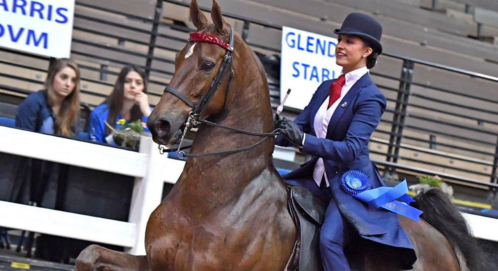 Horse Riding & Training In Columbia, MO • Glendale Stables